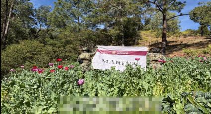Destruyen más de media tonelada de amapola en 32 plantíos localizados en Nayarit