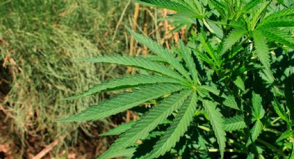 Médicos detectan marihuana en sangre de una niña de dos años que ingresó a urgencias en Paraguay