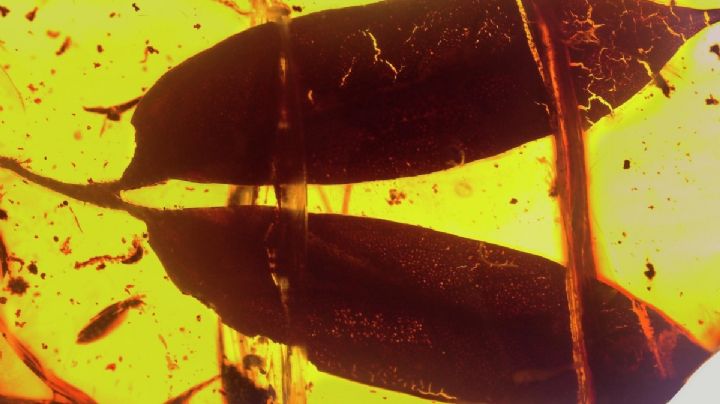 Descubren en Chiapas árbol productor de ámbar de hace 23 millones de años