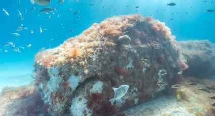 Artista sumerge decenas de automóviles en Miami Beach para crear un arrecife de coral protector
