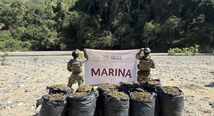 Marina asegura dos plantíos con más de 25 toneladas de marihuana en Michoacán