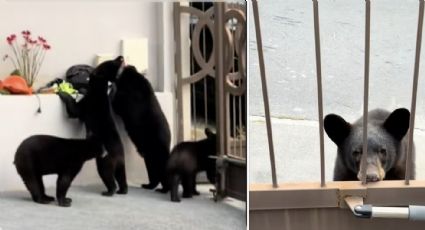 Grupo de osos invade casa del futbolista Uriel Antuna en Monterrey y roban su maleta: no les gustó nada cuando la abrieron