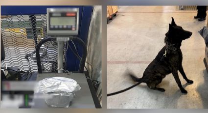 Decomisan en el AICM un paquete de fentanilo con un valor de más de 300 mdp; provenía de Asia