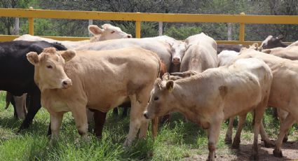 Gobierno federal confirma aumento de 500 casos de gusano barrenador en una semana