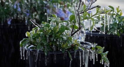 Alerta invernal: se esperan nevadas y bajas temperaturas en Florida y el sur de Estados Unidos