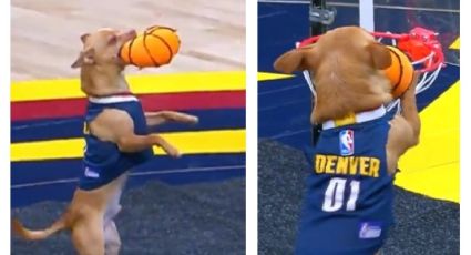 Perrito chihuahua se vuelve viral por realizar una clavada de 360 grados en la NBA con los Nuggets de Denver