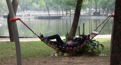 Dormir siestas cortas permite al cerebro recuperar su plasticidad para funcionar mejor