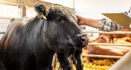 Suman más de 14 mil casos de gusano barrenador en México; aceleran esfuerzos ante bloqueo de EU