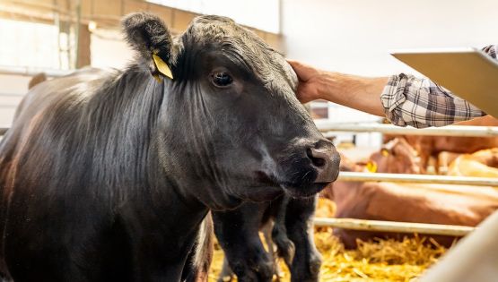 Caso de gusano barrenador en Texas eleva los precios del ganado en EU