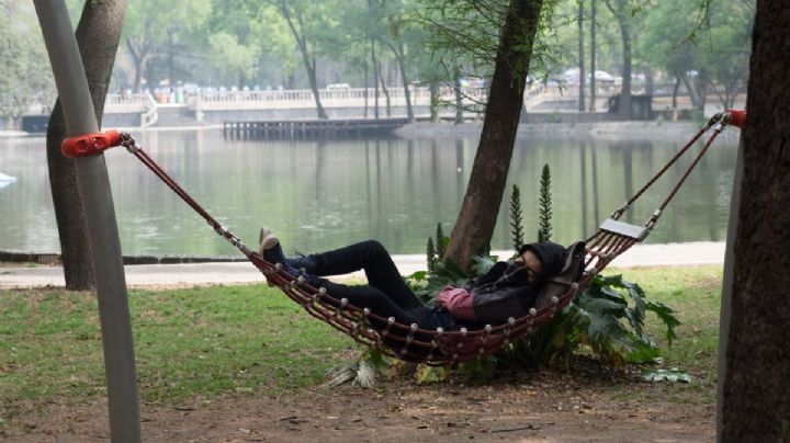 Dormir siestas cortas permite al cerebro recuperar su plasticidad para funcionar mejor