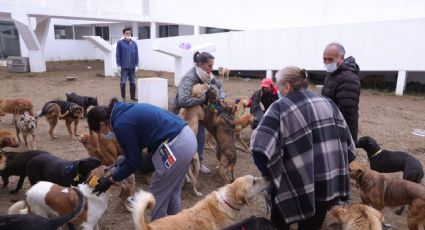 Jueza ordena devolver predio al Refugio Franciscano de animales