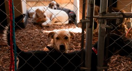 "Sin refugio animal no hay Mundial": vecinos protestan contra el desalojo del albergue Franciscano