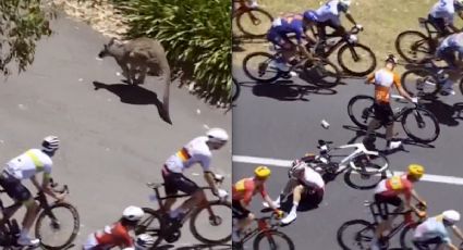 ¡Golpe avisa! Un canguro irrumpe en la carretera y provoca la caída de varios ciclistas durante una carrera en Australia