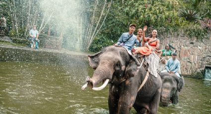 Indonesia se convierte en el primer país de Asia en prohibir los paseos en elefante