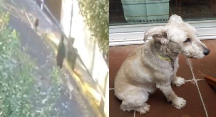 Muerte de la mascota de Quadri pone el foco en la ley que obliga a pasear perros con correa en la CDMX
