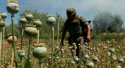 Destruyen más de 6 millones 500 mil plantas de amapola en Nayarit durante 2026