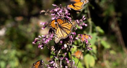 Una amenaza más contra las mariposas monarca: el néctar baja de calidad por el calor