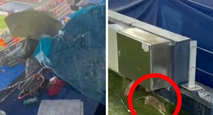 Problemas en el Camp Nou de Barcelona: le llueven críticas por filtraciones de agua y ratas a pie de campo
