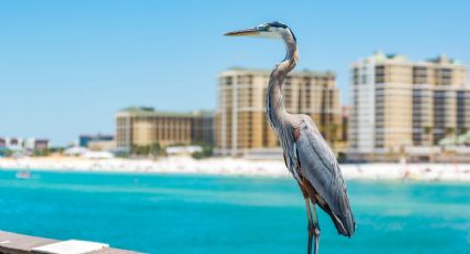 "¿Dijiste nieve en Florida este fin de semana?"; preven temperaturas bajo cero en el "Estado del Sol"