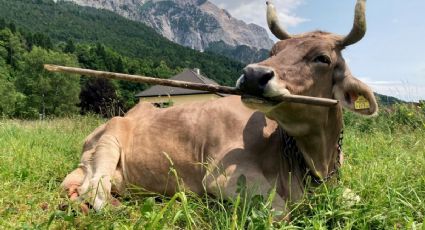 Veronika, la vaca austriaca que aprendió por sí sola a usar herramientas