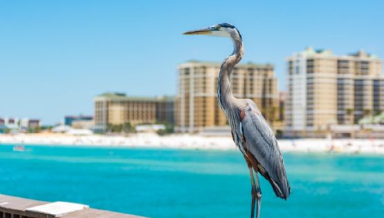 "¿Dijiste nieve en Florida este fin de semana?"; preven temperaturas bajo cero en el "Estado del Sol"