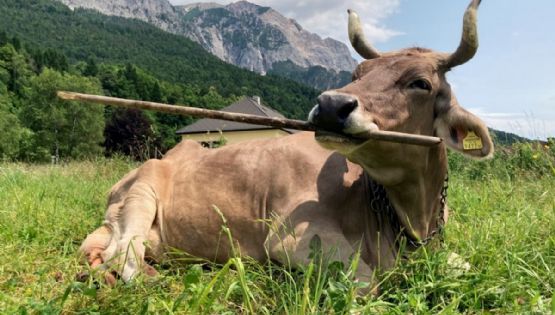 Veronika, la vaca austriaca que aprendió por sí sola a usar herramientas