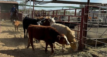 México blinda la frontera norte contra el gusano barrenador y respalda dispersión de moscas desde EU