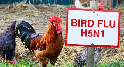 India reportó 11 brotes de gripe aviar H5N1 en granjas durante diciembre