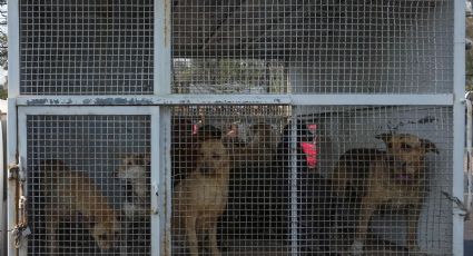 Mueren 21 perros y gatos tras aseguramiento del Refugio Franciscano