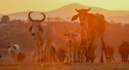 Repuntan los casos de gusano barrenador en la primera semana de 2026; Chiapas, Veracruz y Oaxaca concentran la mayoría de los contagios