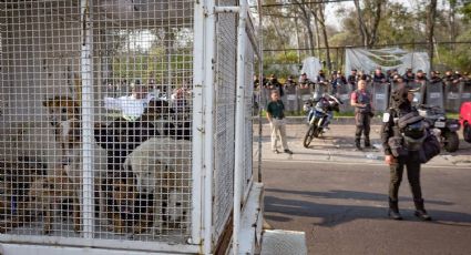 Desalojo de Refugio Franciscano: asegura tener amparo para que autoridades eviten la desaparición de perros y gatos