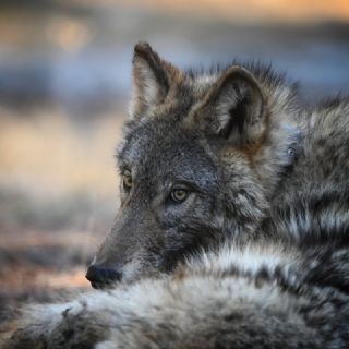 Por primera vez en un siglo, una loba gris silvestre pasa por el condado de Los Ángeles