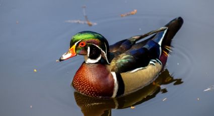 Detectan inusual pato arcoíris en el Bosque de Chapultepec