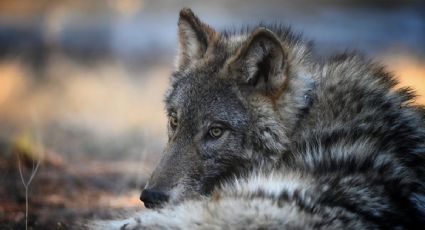 Por primera vez en un siglo, una loba gris silvestre pasa por el condado de Los Ángeles