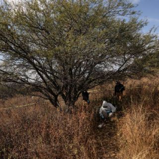 Crisis forense: existe la discrepancia en registros oficiales sobre las 4 mil 500 fosas clandestinas