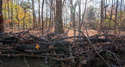 Florida en alerta máxima: la sequía extrema ya afecta a 18 millones de personas