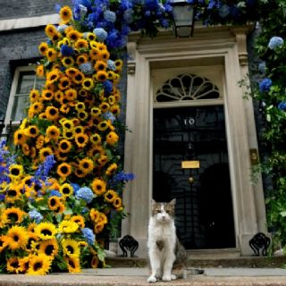 Cumple 15 años de servicio el gato Larry, cazador de ratones de la Oficina del Gabinete británico