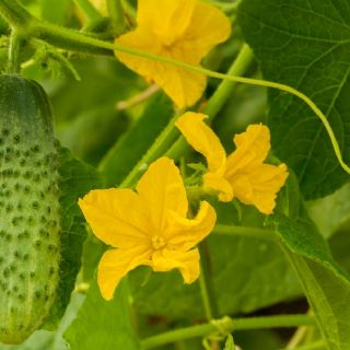 El pepino, el símbolo de la inflación en Rusia en plena guerra por su incremento de precio