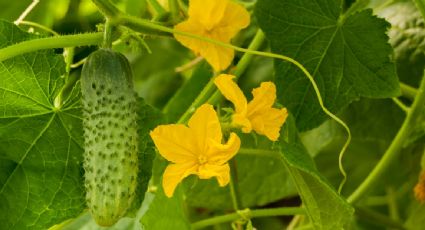 El pepino, el símbolo de la inflación en Rusia en plena guerra por su incremento de precio