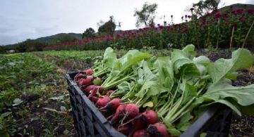 México busca incrementar la exportación de frutas y hortalizas a Canadá, afirma Sader