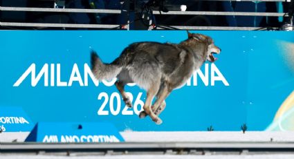 ¡Invitado inesperado! Un perro lobo cruza la meta detrás de dos corredoras en el esquí de fondo de los Juegos Olímpicos de Invierno
