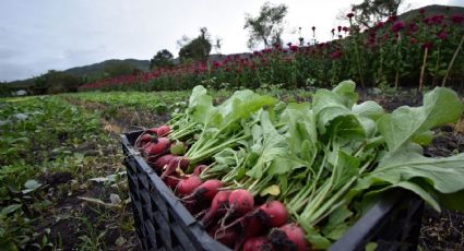 México busca incrementar la exportación de frutas y hortalizas a Canadá, afirma Sader