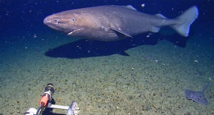 Investigadores no esperaban encontrar tiburones en la Antártida y aparece uno "enorme, como un tanque"