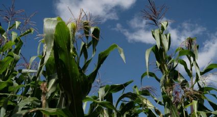Gobierno de EU anuncia inversión de 40 mdd para mejorar el maíz y trigo en México