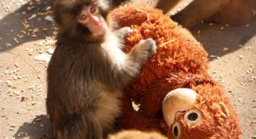 Punch, el pequeño macaco japonés, y su madre sustituta de peluche conquistan las redes sociales