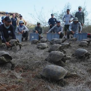 Tortugas gigantes regresan a isla de los Galápagos tras 150 años: liberan varios ejemplares