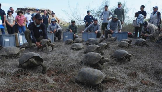 Tortugas gigantes regresan a isla de los Galápagos tras 150 años: liberan varios ejemplares