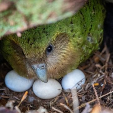 Buenas noticias en conservación: el loro kakapo podría tener una temporada récord de reproducción