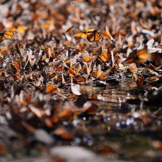 El cambio climático podría fragmentar el hábitat de las mariposas monarca: investigadores de la UNAM