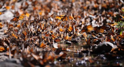 El cambio climático podría fragmentar el hábitat de las mariposas monarca: investigadores de la UNAM